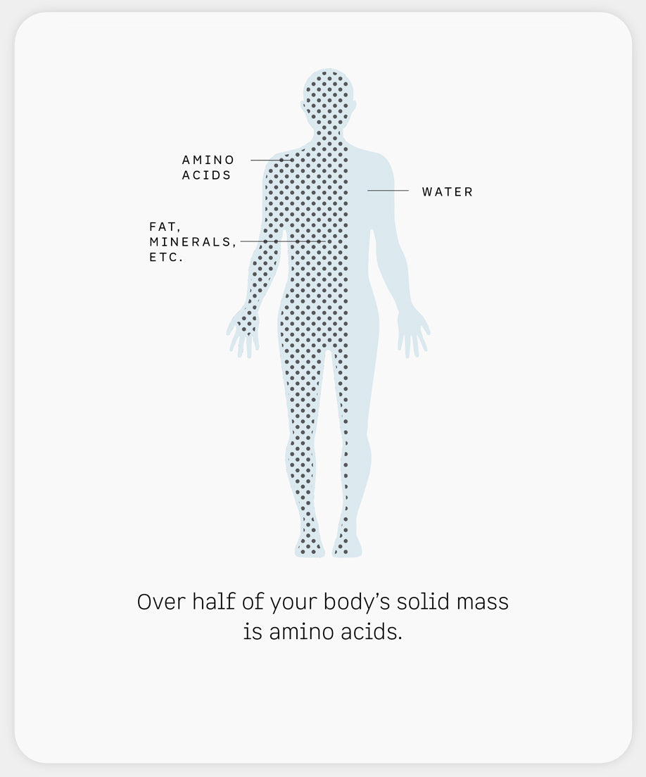 Over half of your body's solid mass is amino acids.