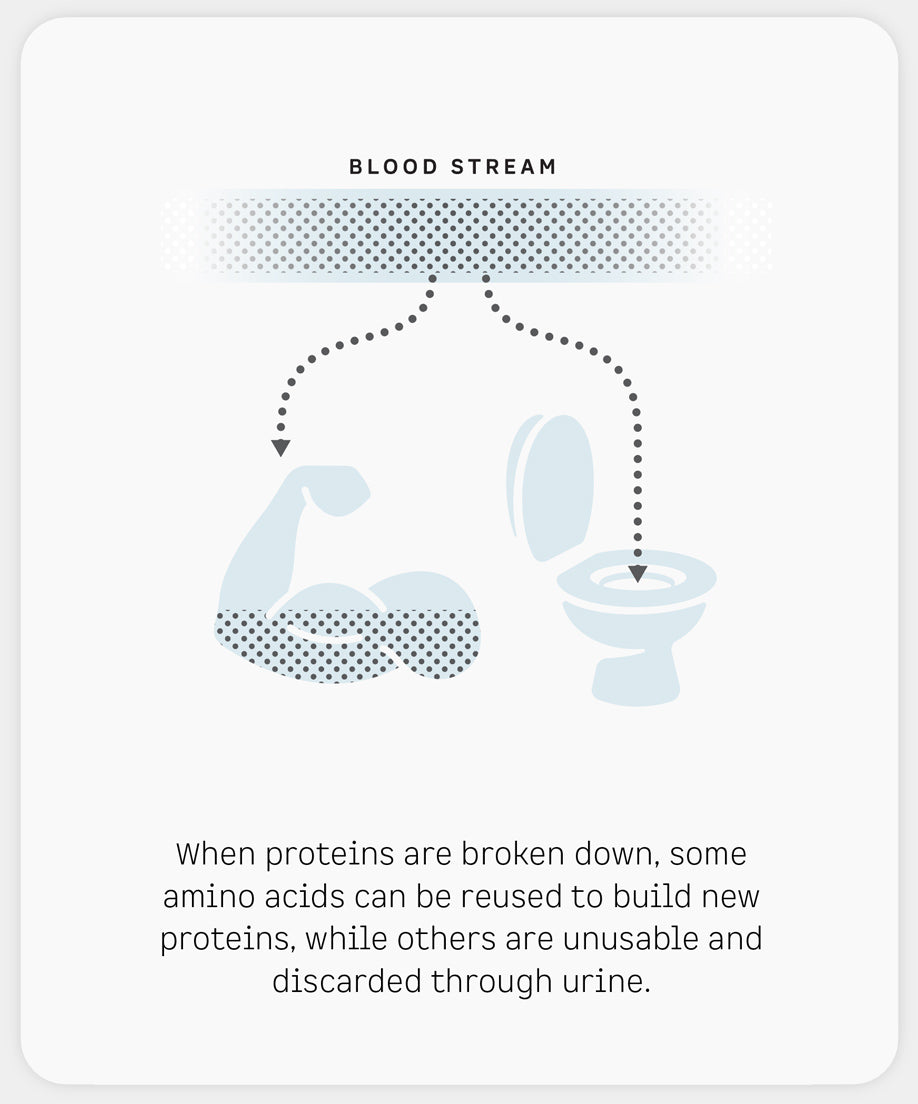 When proteins are broken down, some amino acids can be reused to build new proteins, while others are unsuable and discarded through urine.