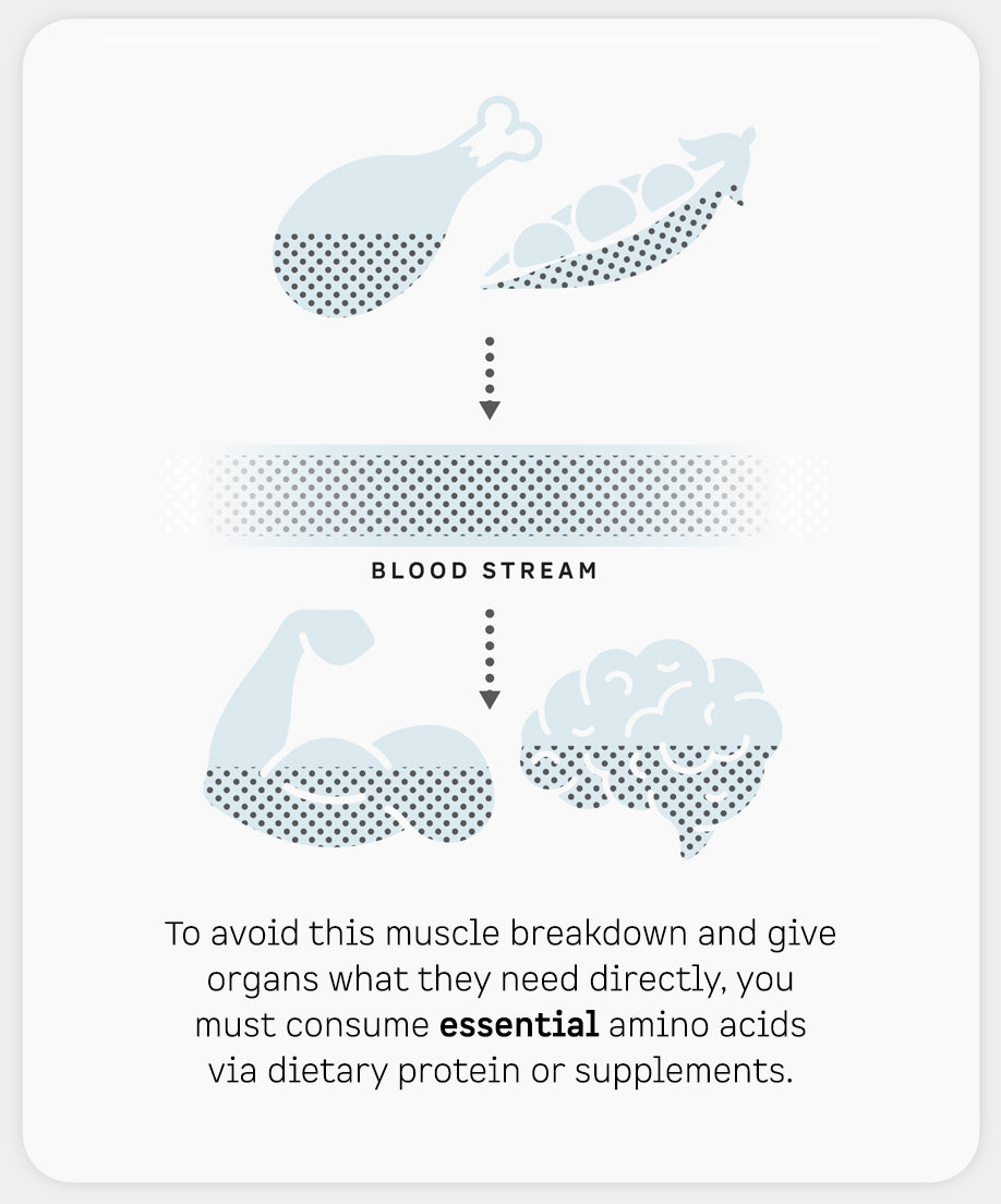 To avoid this muscle breakdown and give organs what they need directly, you must consume essential amino acids via dietary protein or supplements.