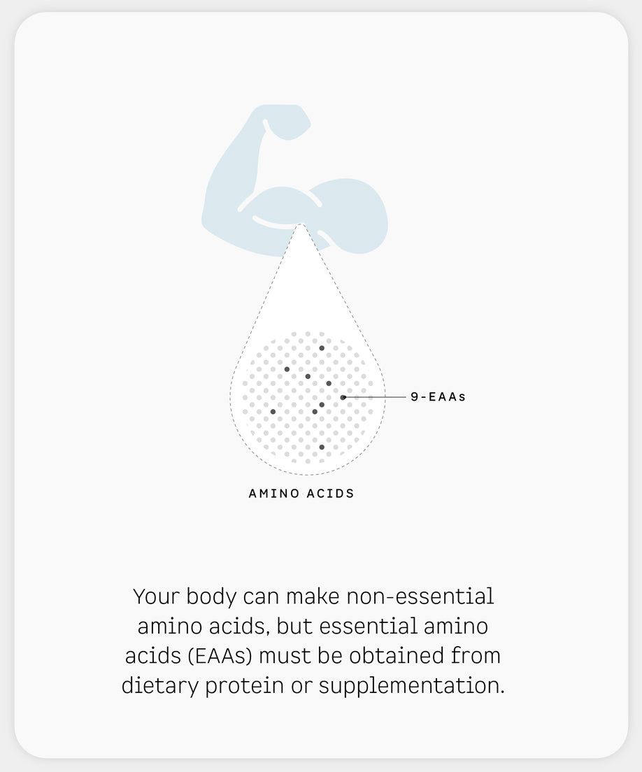Your body can make non-essential amino acids, but essential amino acids (EAAs) must be obtained from protein or supplementaion.