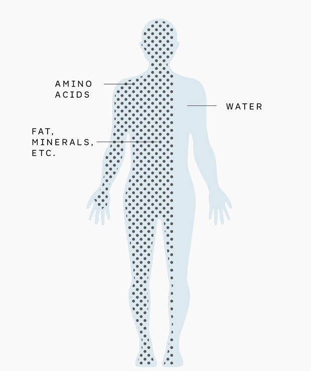 Human body illustration showing amino acids