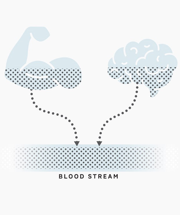 Muscle and brain amino acids entering the bloodstream