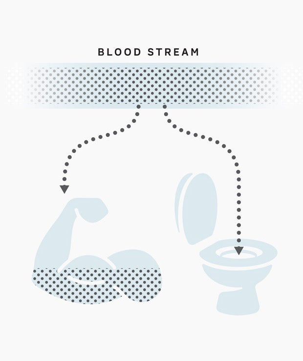 Amino acids moving from bloodstream to muscle and waste