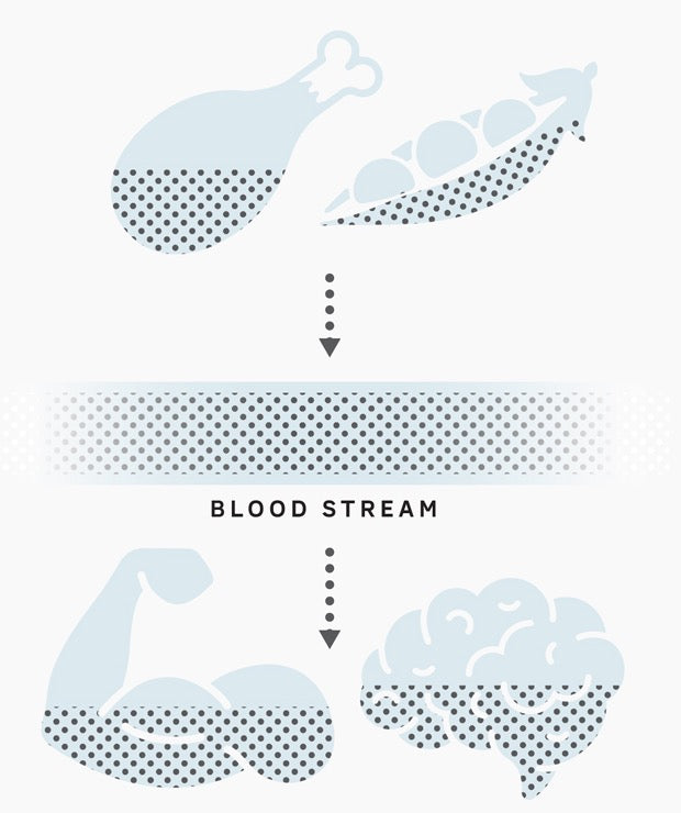 Food supplying amino acids through the bloodstream