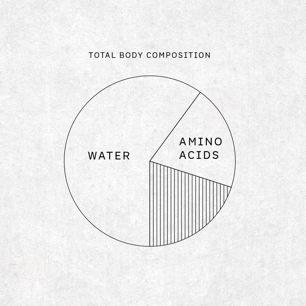 The human body and its amino acid composition