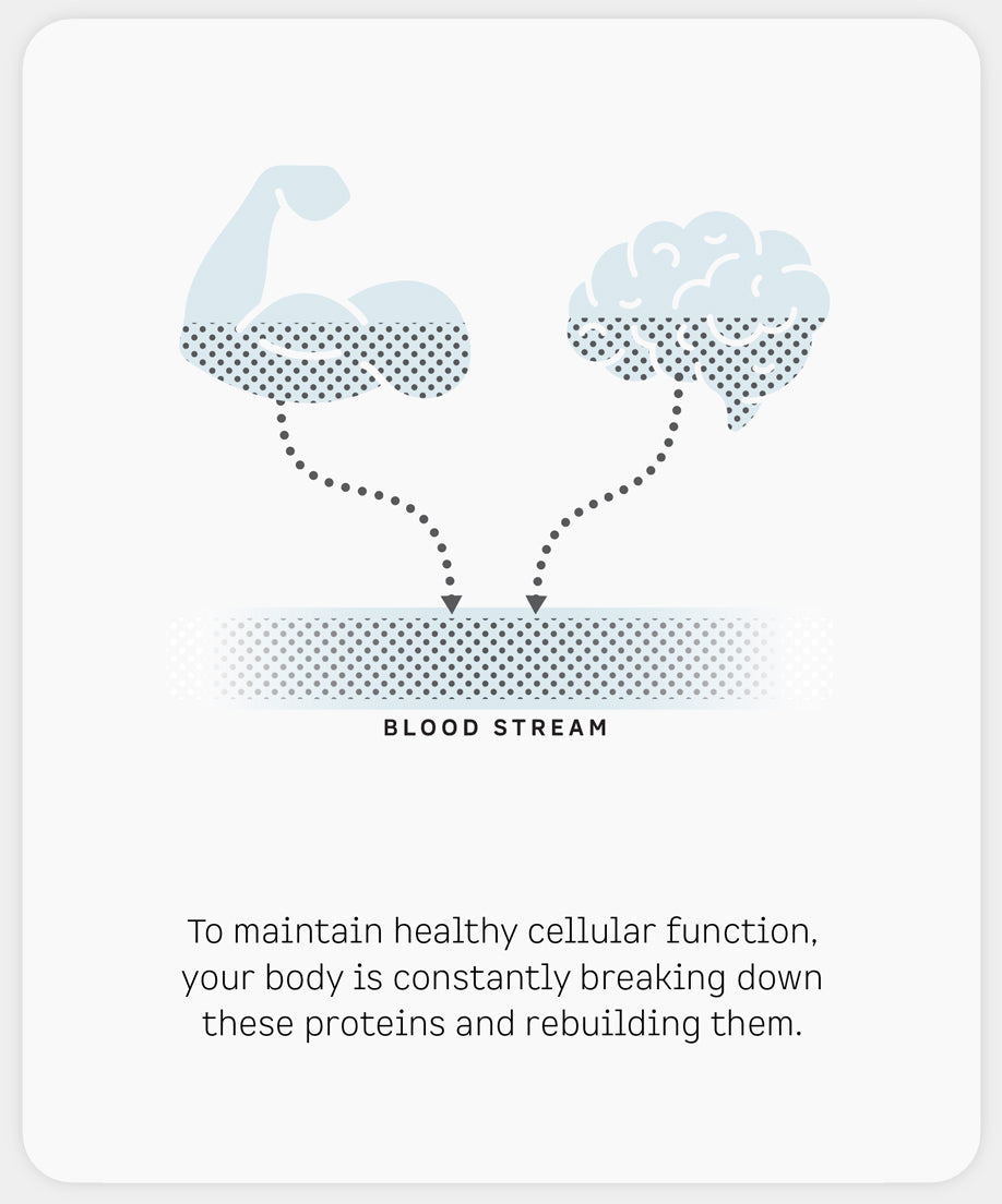To maintain healthy cellular function, your body is constantly breaking down these proteins and rebuilding them.